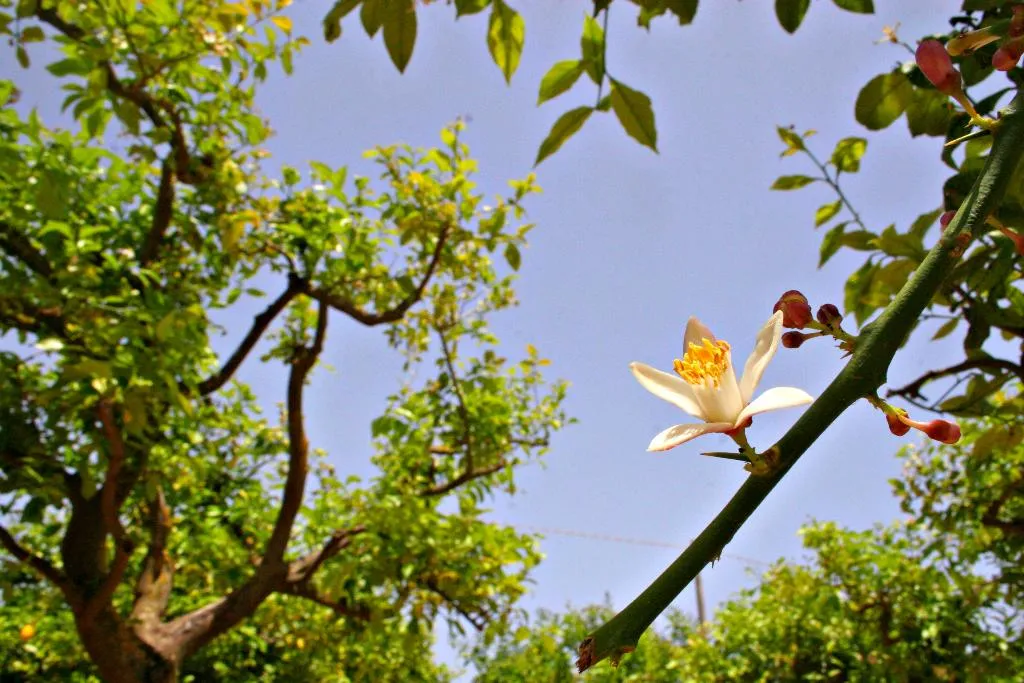 General view, Agriturismo Terra dei Limoni, Catania