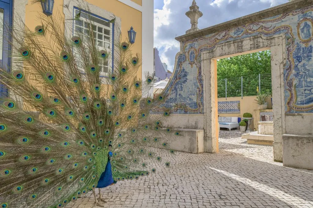 Terrace, Solar do Castelo, Lisbon