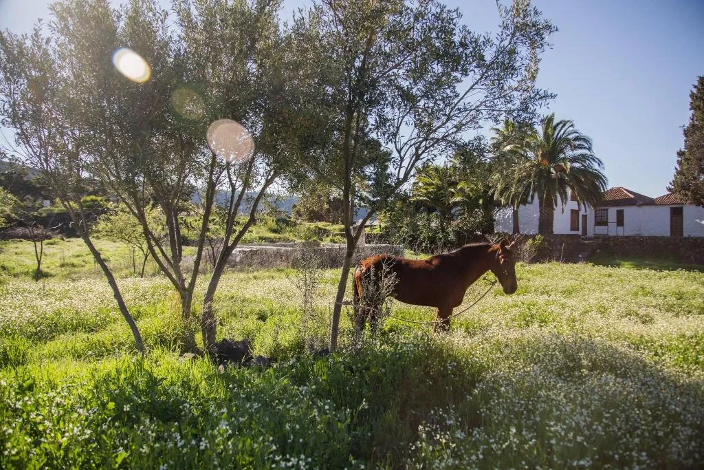 Sports and Entertainment, La Casona Del Patio, Tenerife