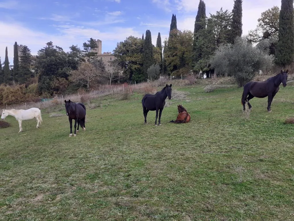 Sports and Entertainment, Castello di Giomici, Perugia