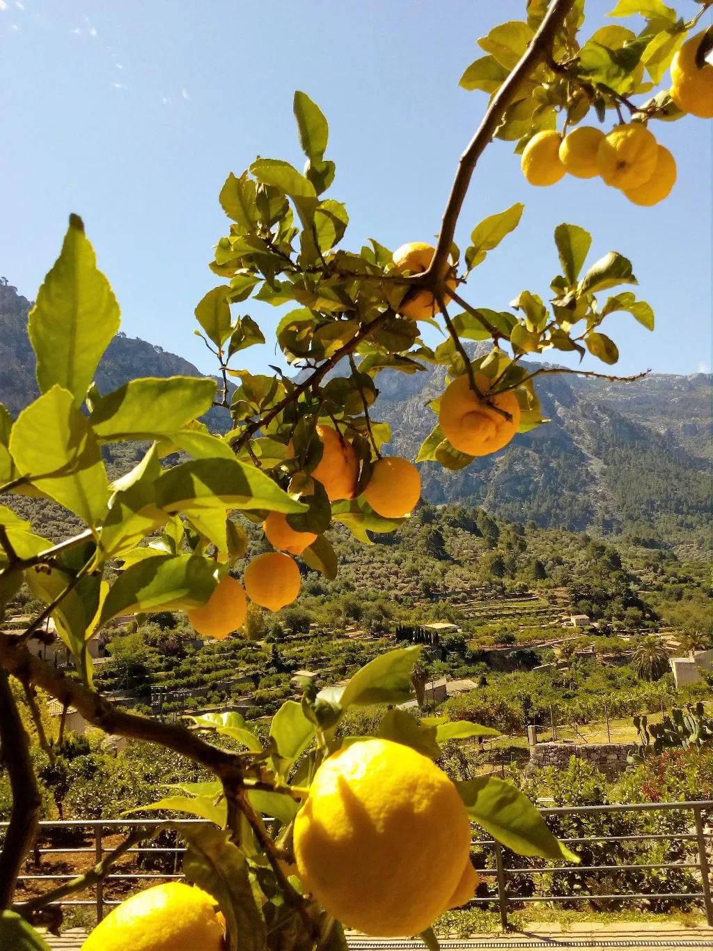 General view, Sa Tanqueta de Fornalutx, Majorca