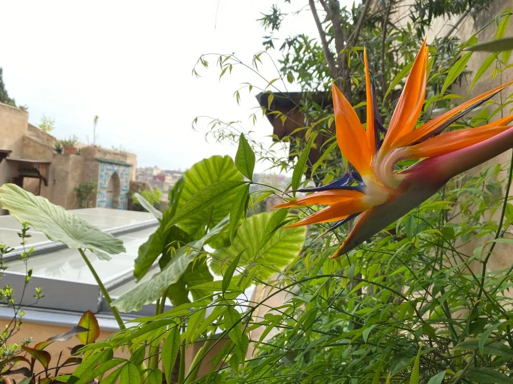 Terrace, Dar 7 Louyat, Fez