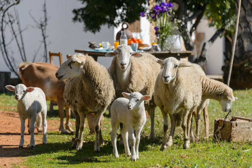 General view, Agroturismo Can Prats, Ibiza