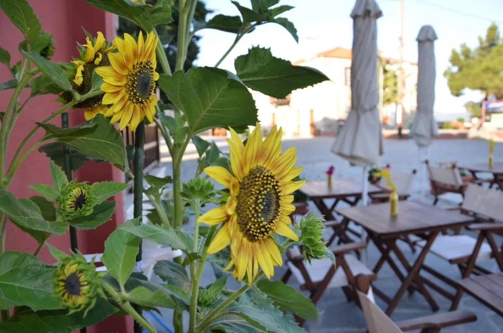 Restaurant, Helianthus Guesthouse, Thessaloniki