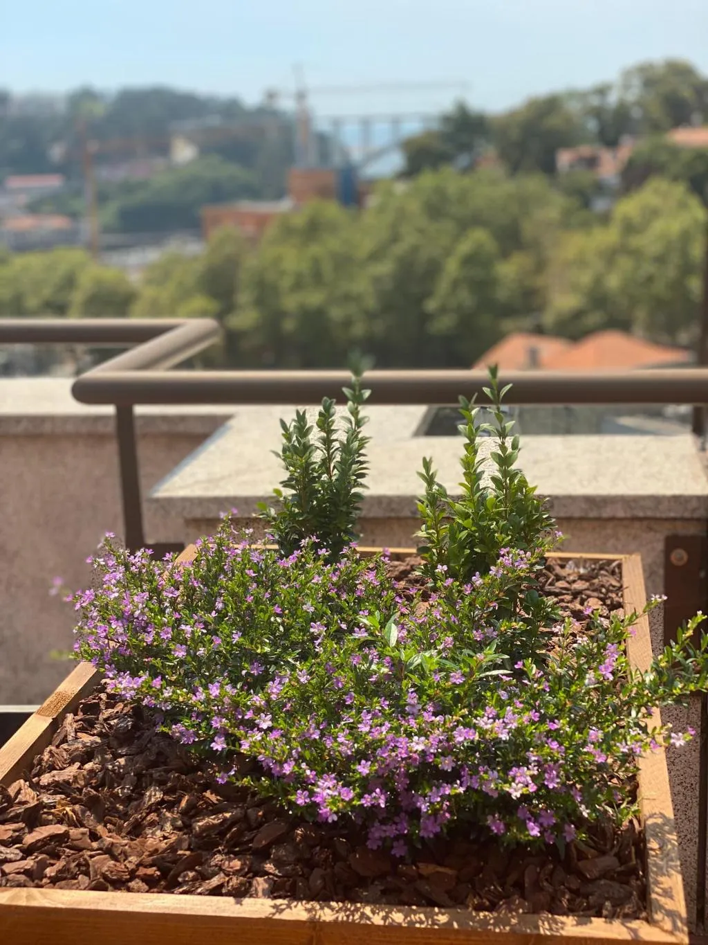 Terrace, Vilar Oporto Hotel, Porto