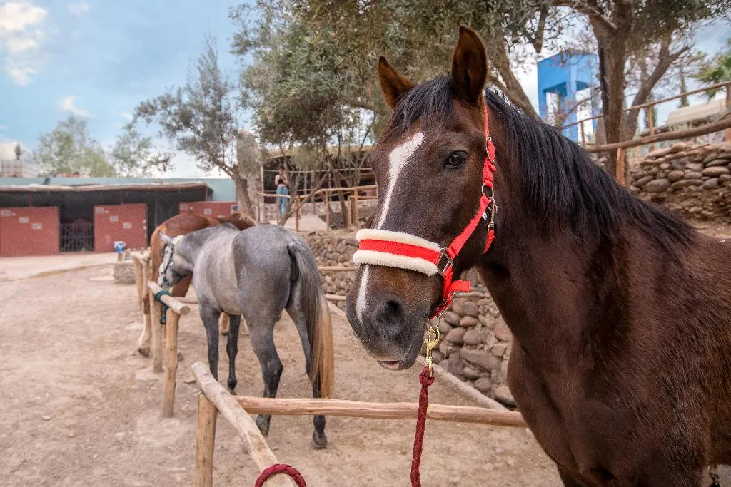 Sports and Entertainment, La Fattoria Ecolodge, Marrakech