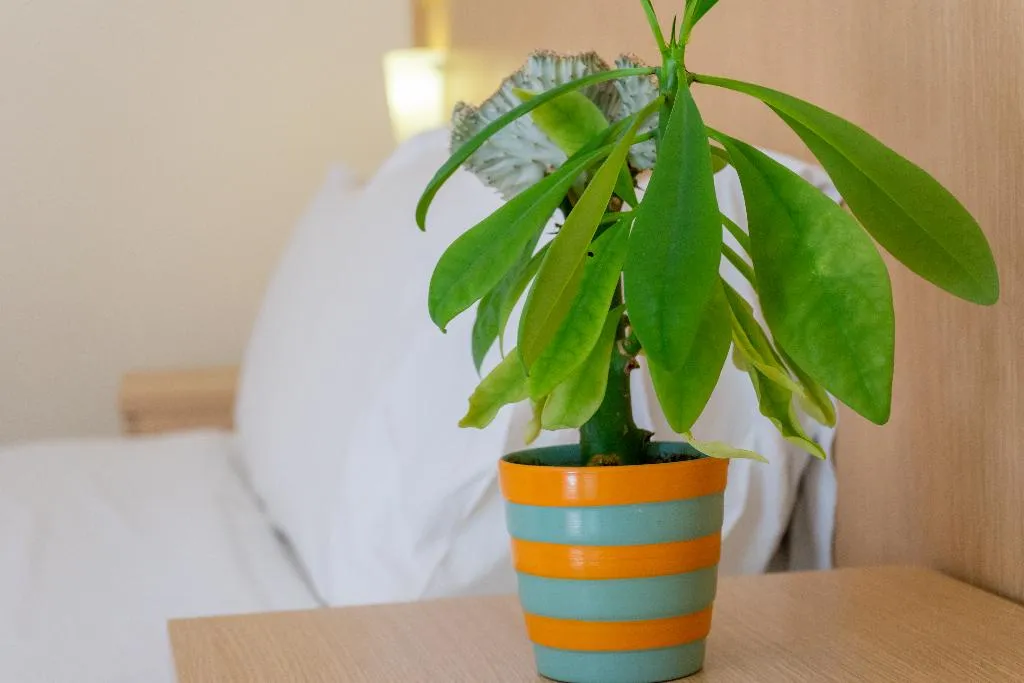 DOUBLE SINGLE USE STANDARD Room, Thalassi Hotel, Crete