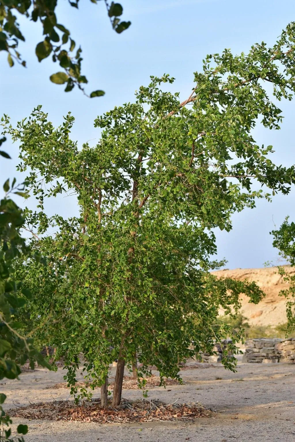 General view, Wadi Sabarah Lodge, Red Sea Riviera