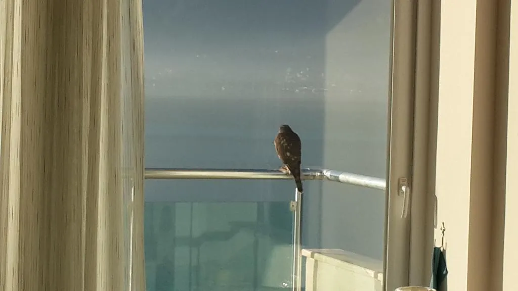 Terrace, Sovalye Hotel, Dalaman