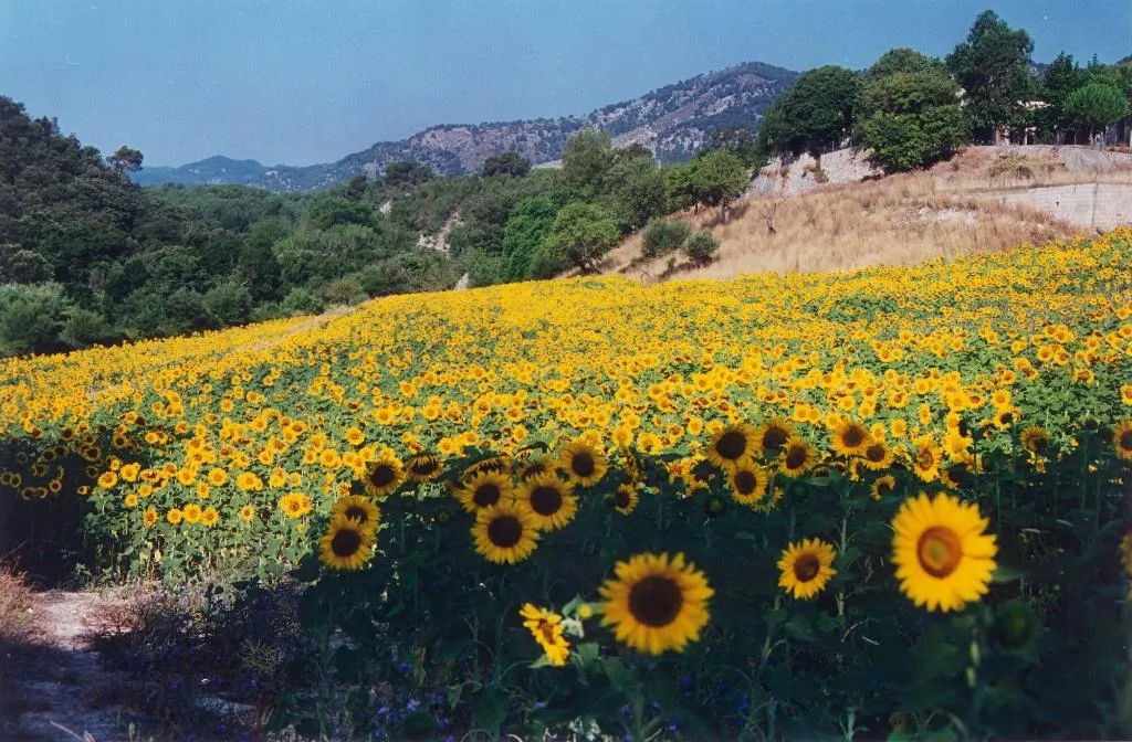 General view, Monnaber Vell, Majorca