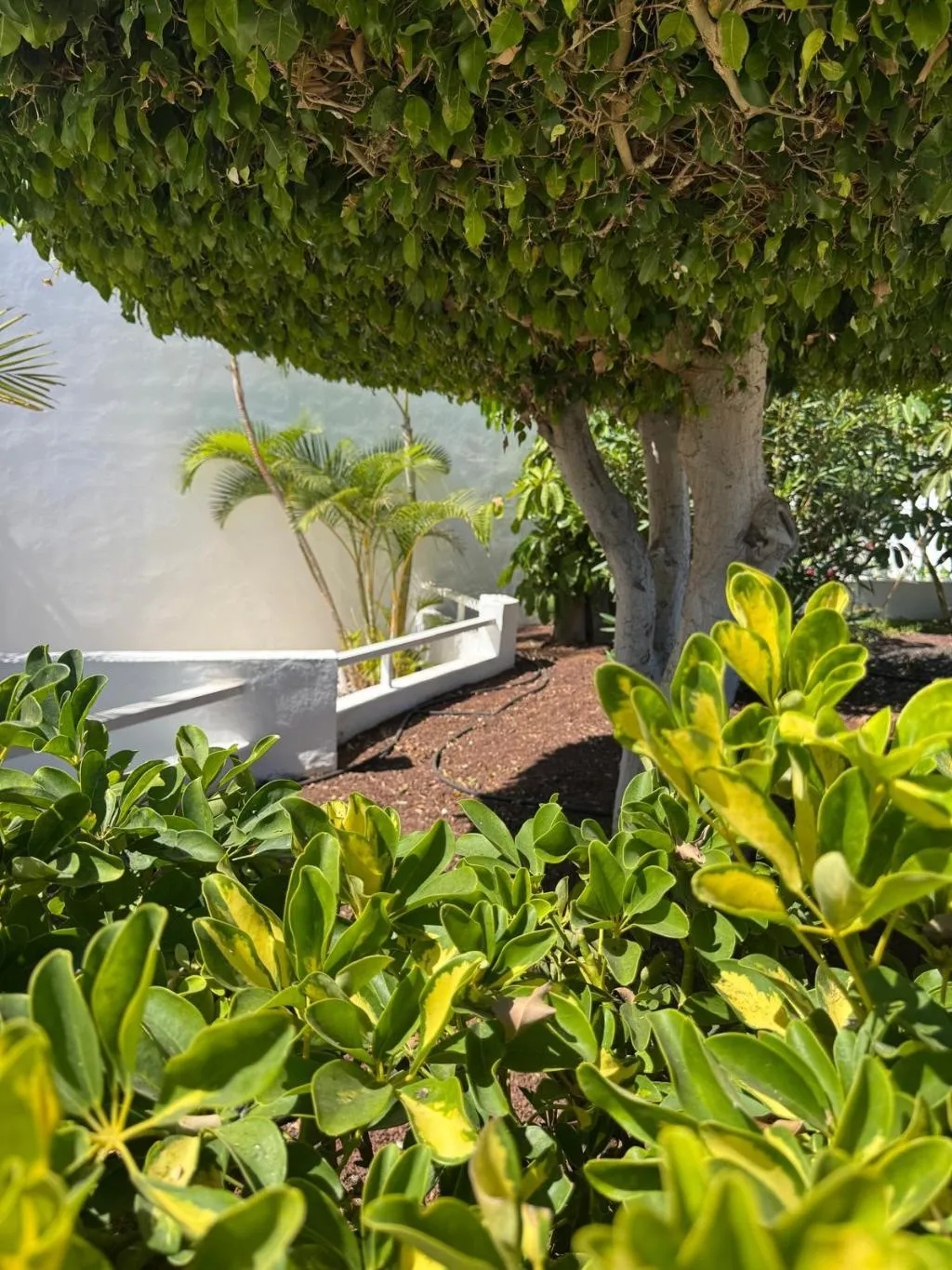 Lobby, Malibu Park, Tenerife