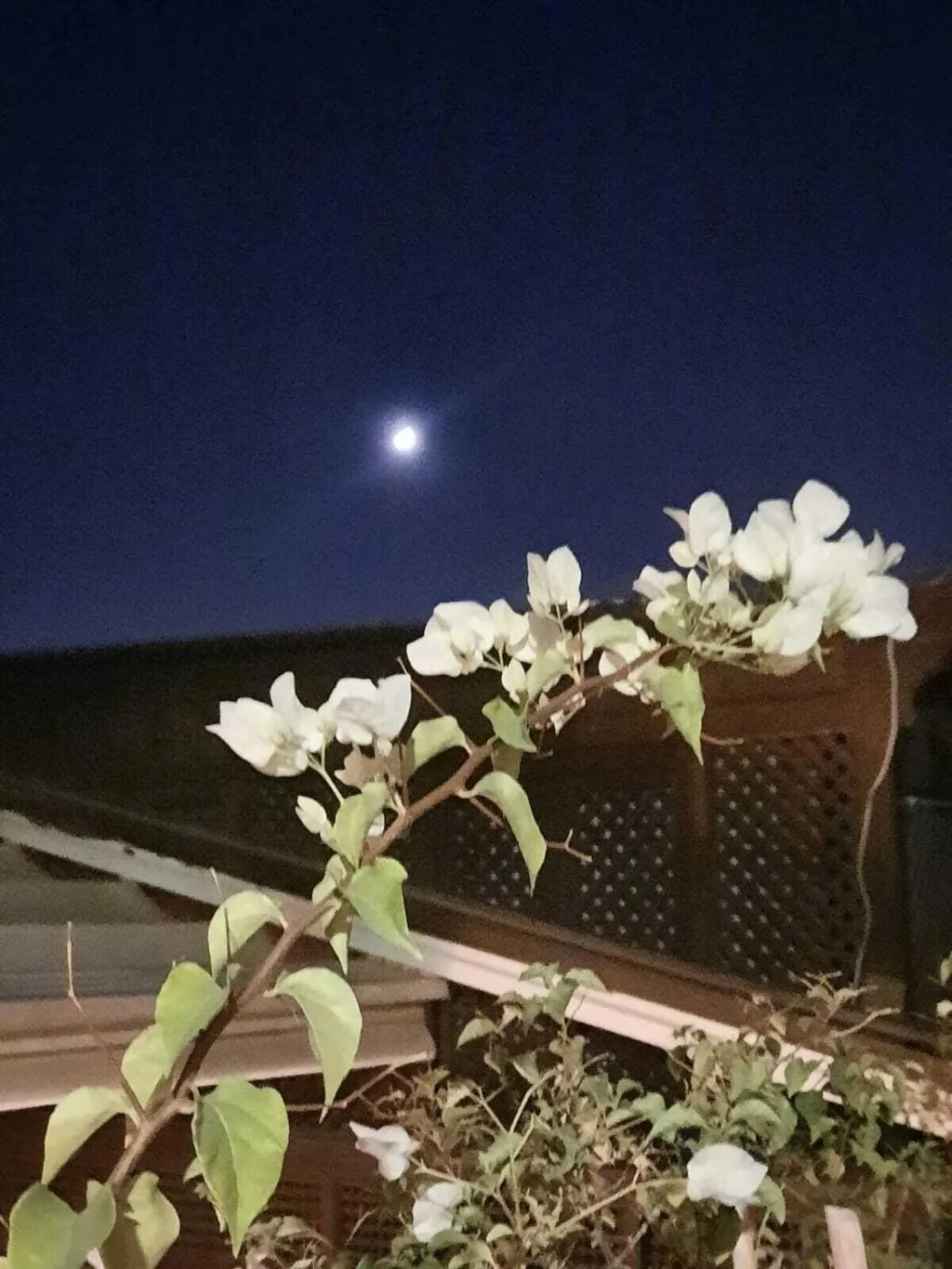 Terrace, Riad Aubrac, Marrakech