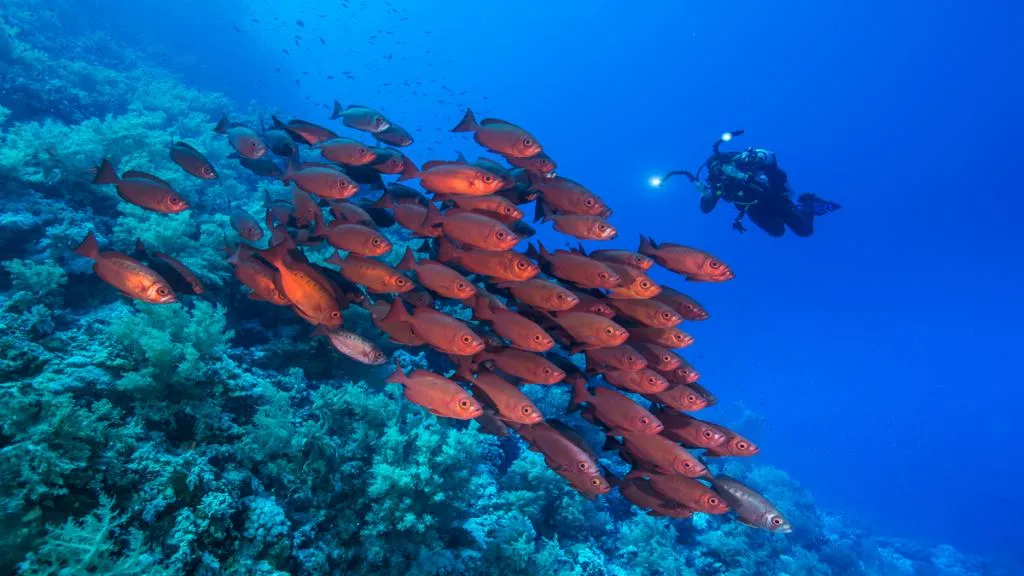 Beach, Viva Blue Resort & Diving, Red Sea Riviera