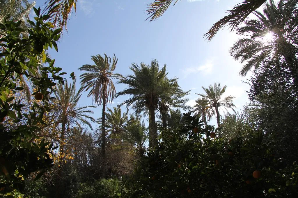 General view, Jnane Tamsna, Marrakech