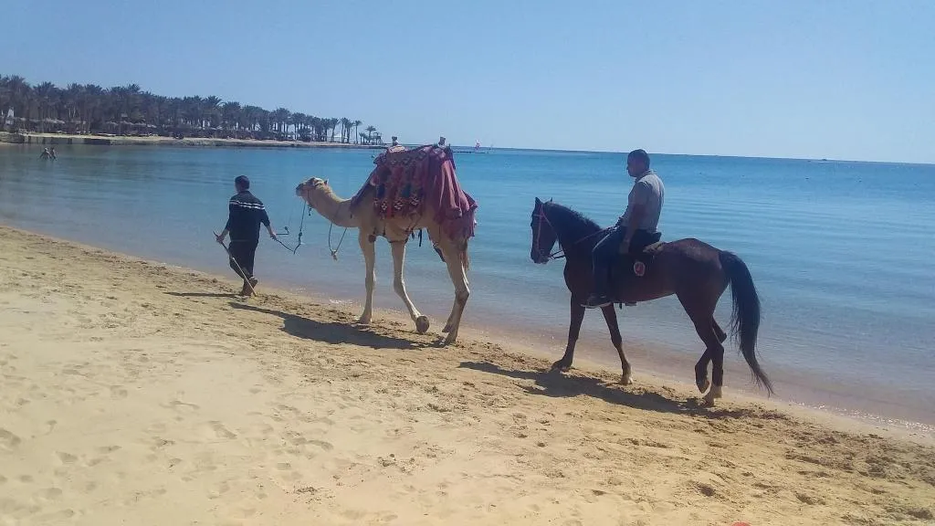 Sports and Entertainment, Sentido Palm Royale, Red Sea Riviera