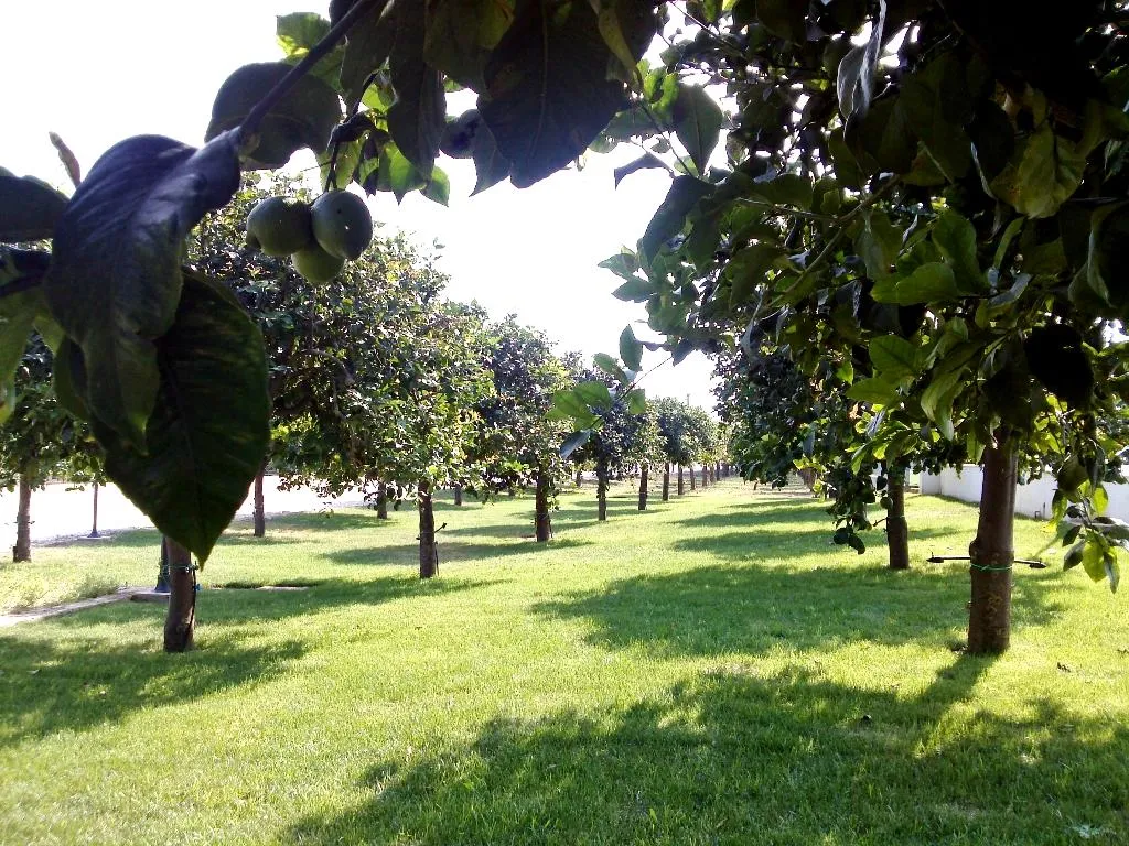 General view, Agriturismo Terra dei Limoni, Catania