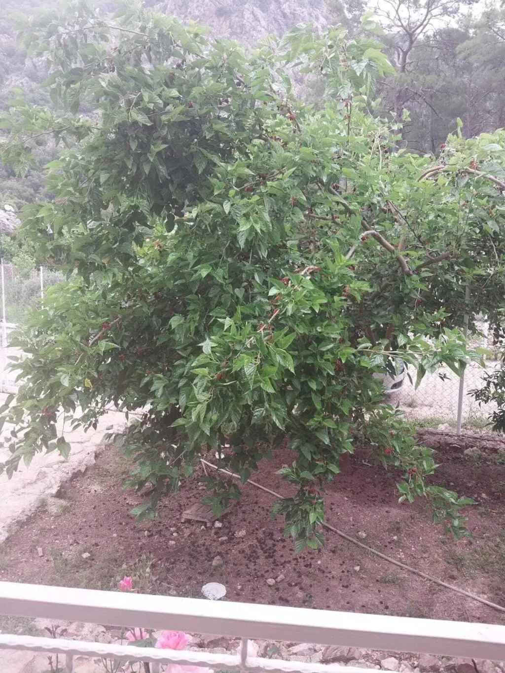 General view, Village Garden Pansiyon, Antalya