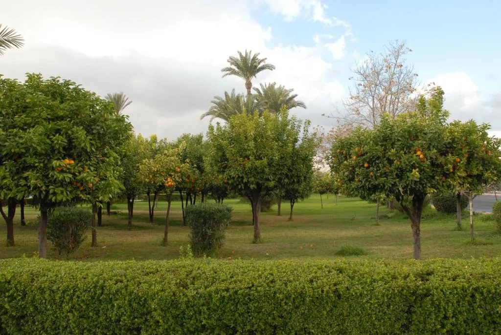 General view, Riad Al Jana, Marrakech