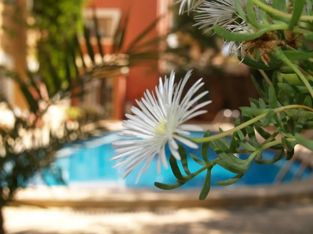 Pool, Hotel Sa Coma, Majorca