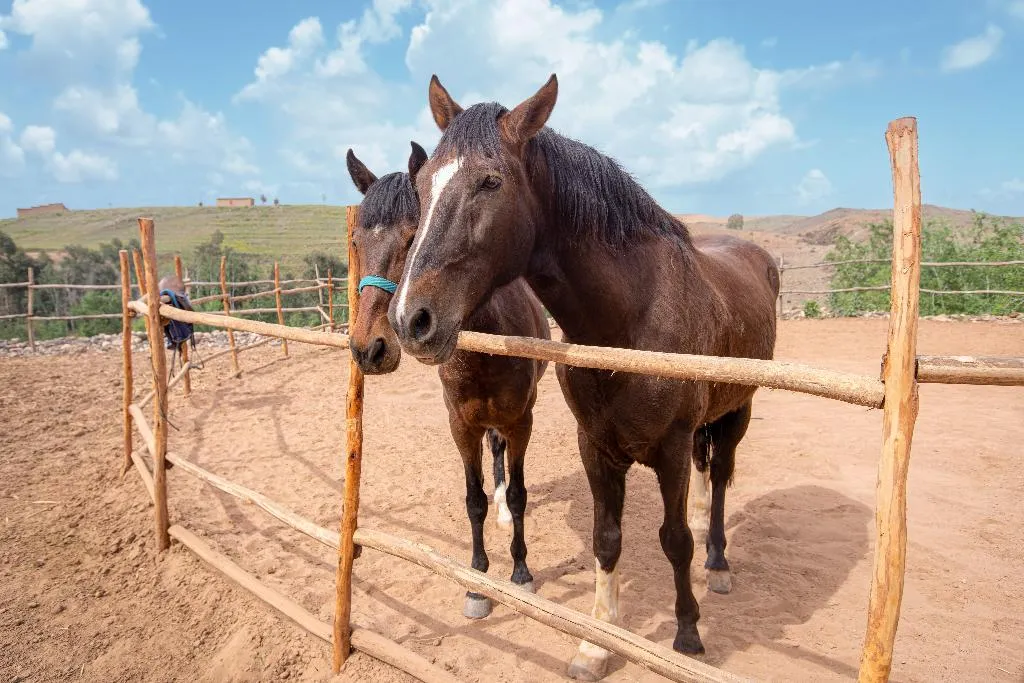 Sports and Entertainment, La Fattoria Ecolodge, Marrakech