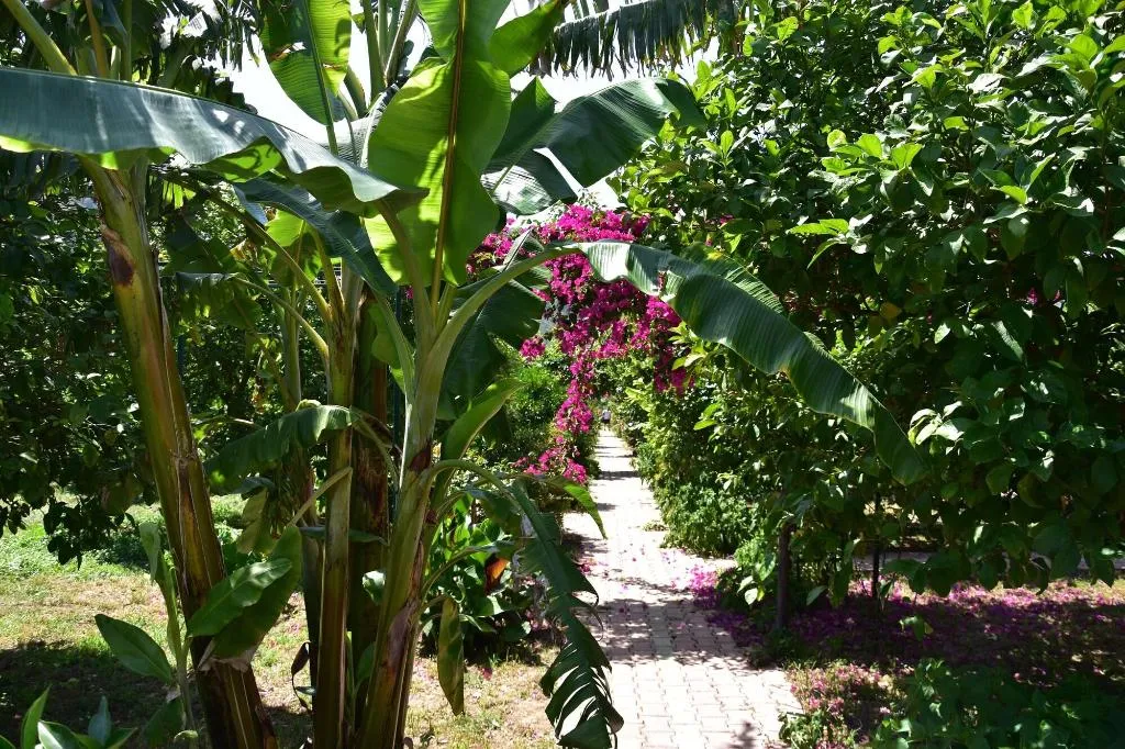 General view, Lemon Garden Lodge, Antalya