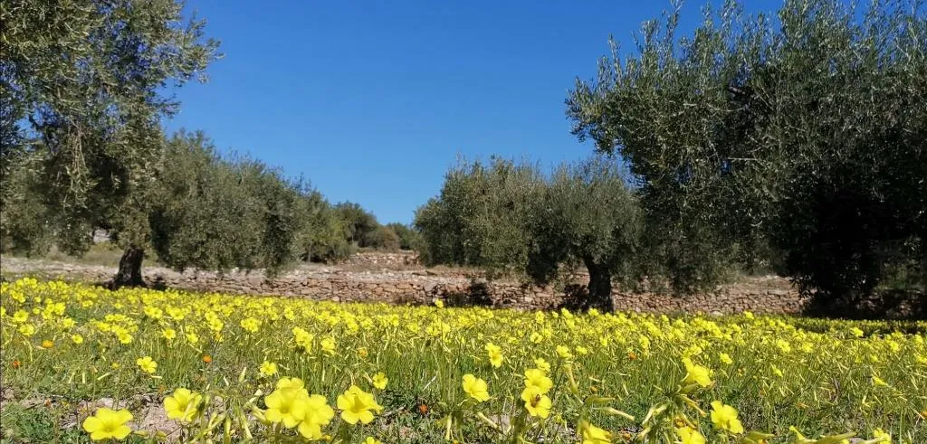 Sports and Entertainment, Casona Granado, Andalucia