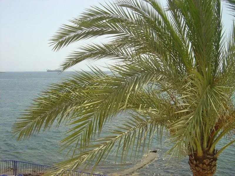 General view, Llevant, Ibiza