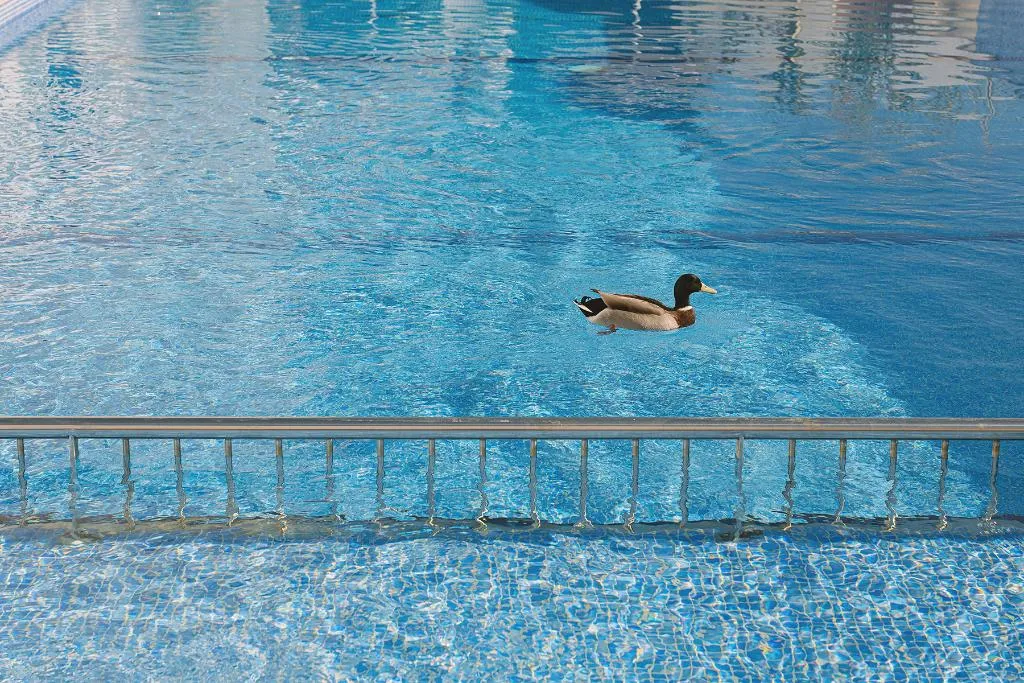 Pool, Aparthotel Novo Mar, Majorca