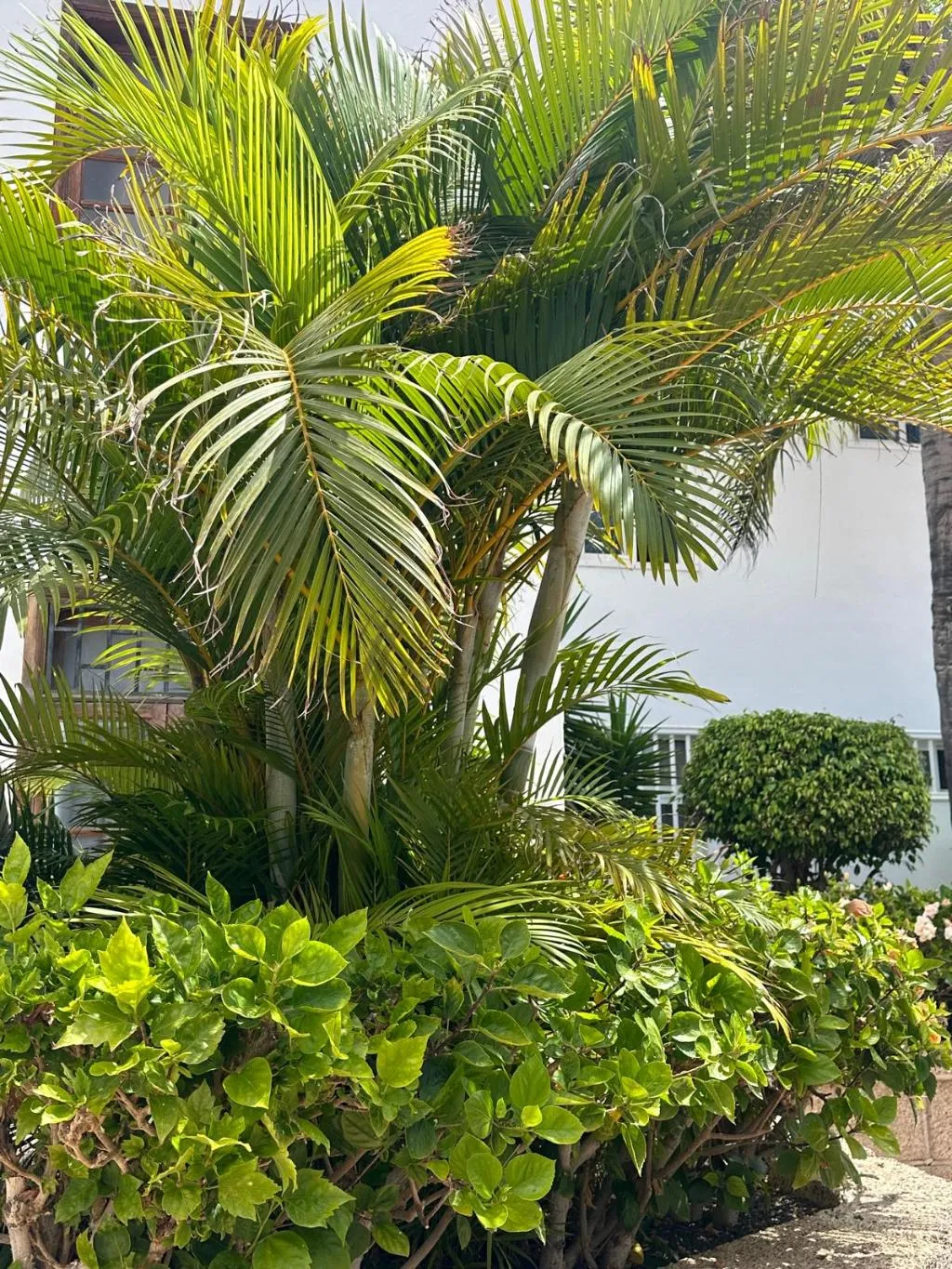General view, Malibu Park, Tenerife