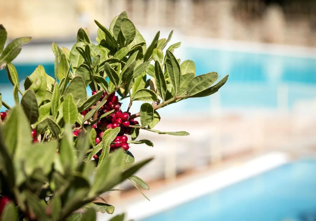 Pool, Residenza Capriccioli, Olbia