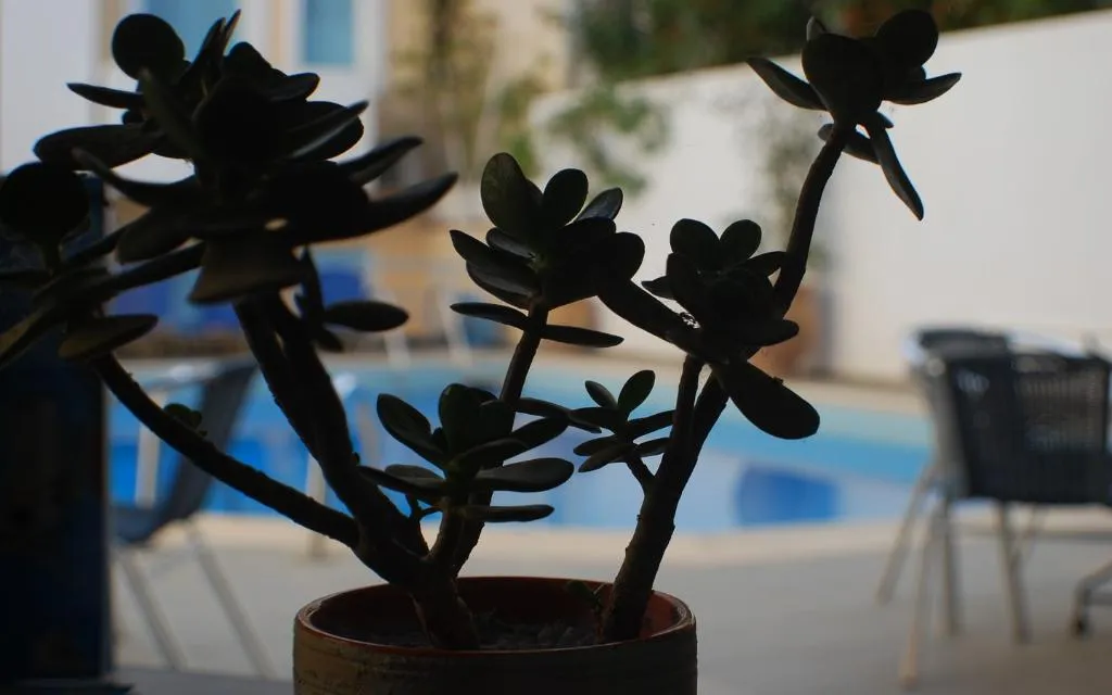 Pool, Renia hotel, Crete