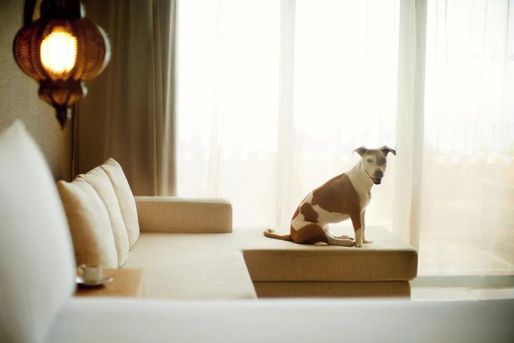 Room, The Ritz-Carlton Abama, Tenerife