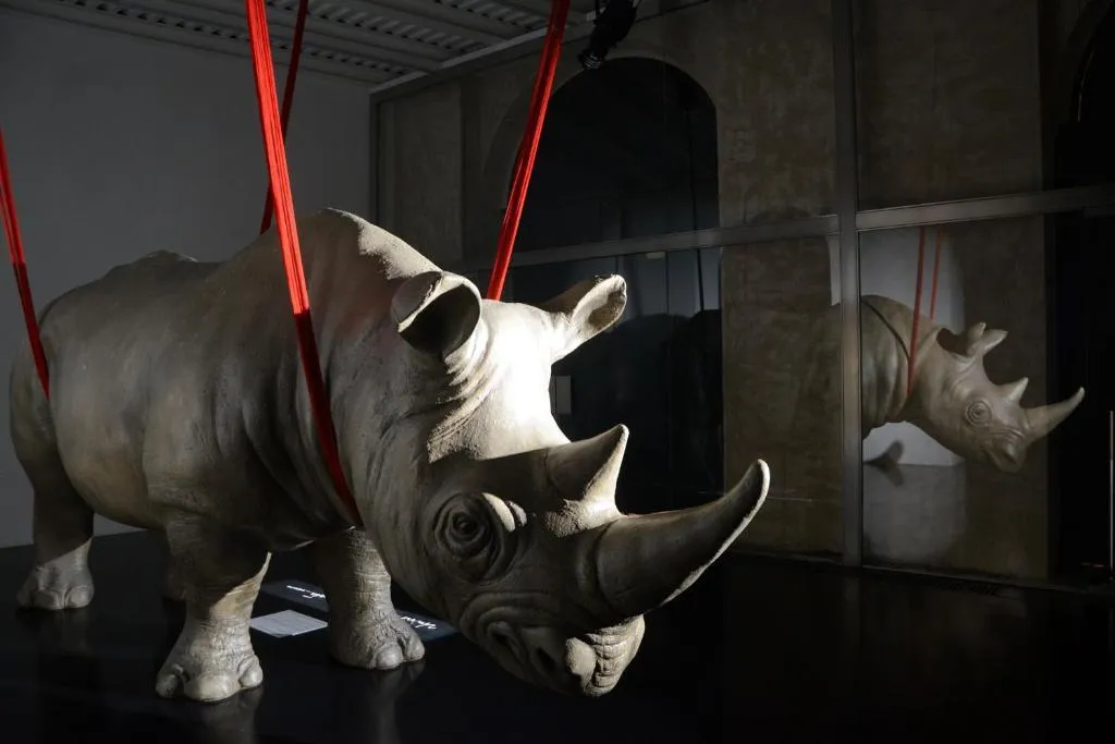 General view, Rhinoceros Roma, Rome