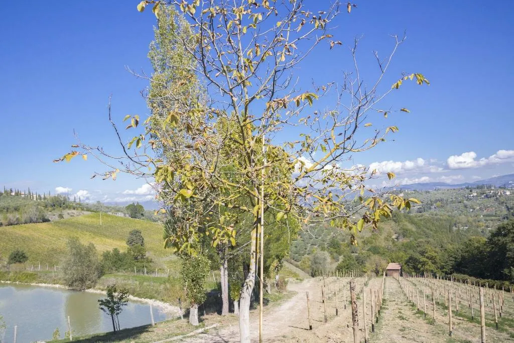 General view, Fattoria Il Milione, Florence