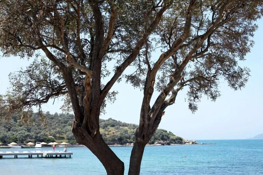 Beach, Med-Inn Boutique Hotel, Bodrum