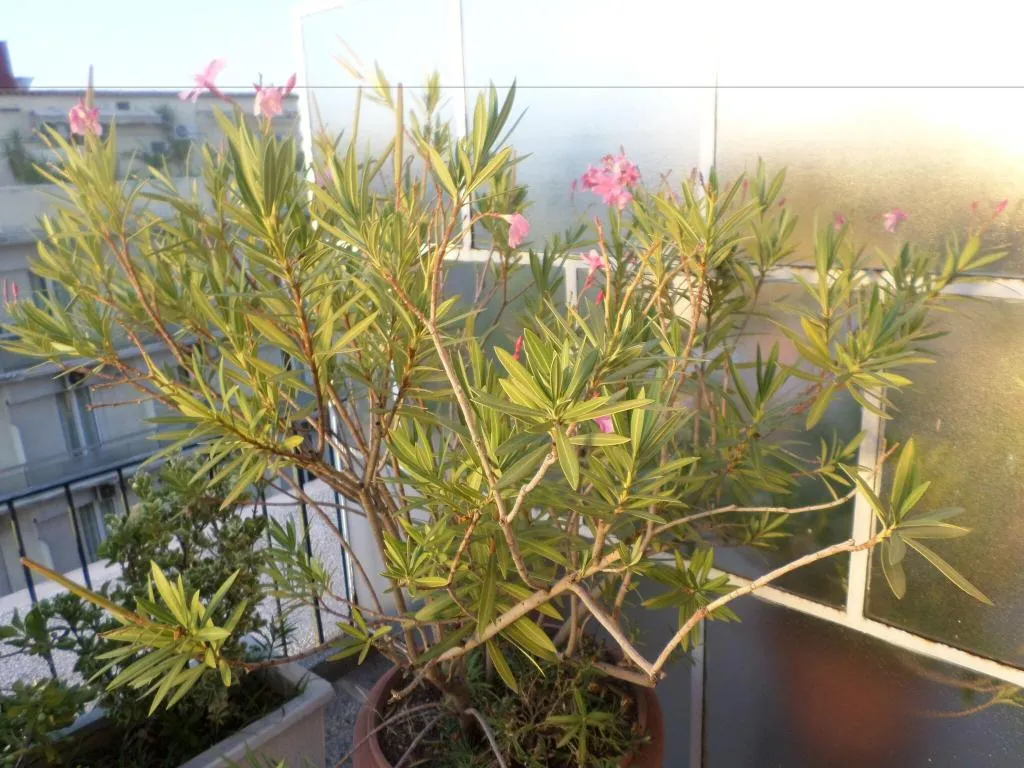 Terrace, Nafsika Hotel, Athens