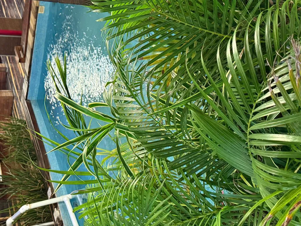 Pool, Hotel Kavia 5th Avenida, Playa Del Carmen
