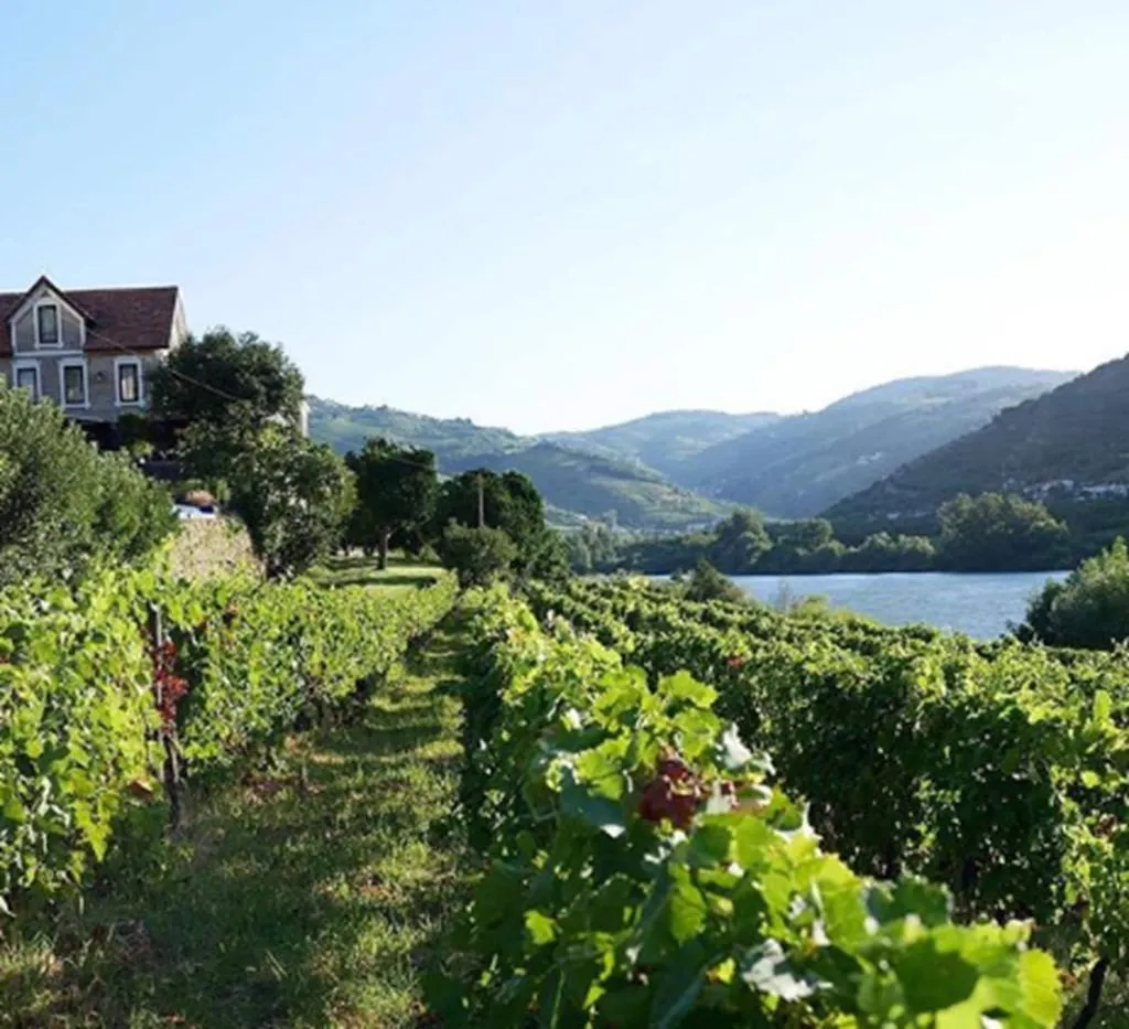 Sports and Entertainment, Quinta de S. Bernardo Winery & Farmhouse, Porto