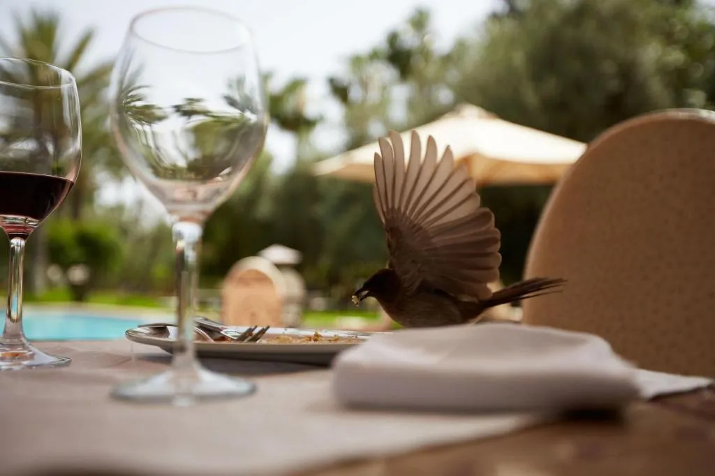 Sports and Entertainment, Dar Ayniwen Garden Hotel & Bird Zoo, Marrakech