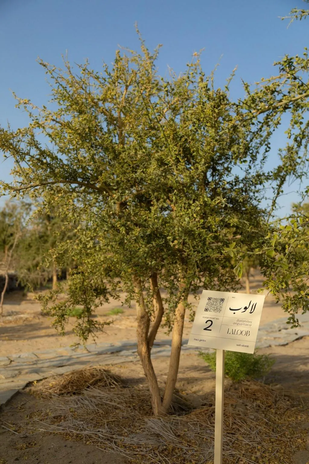 General view, Wadi Sabarah Lodge, Red Sea Riviera