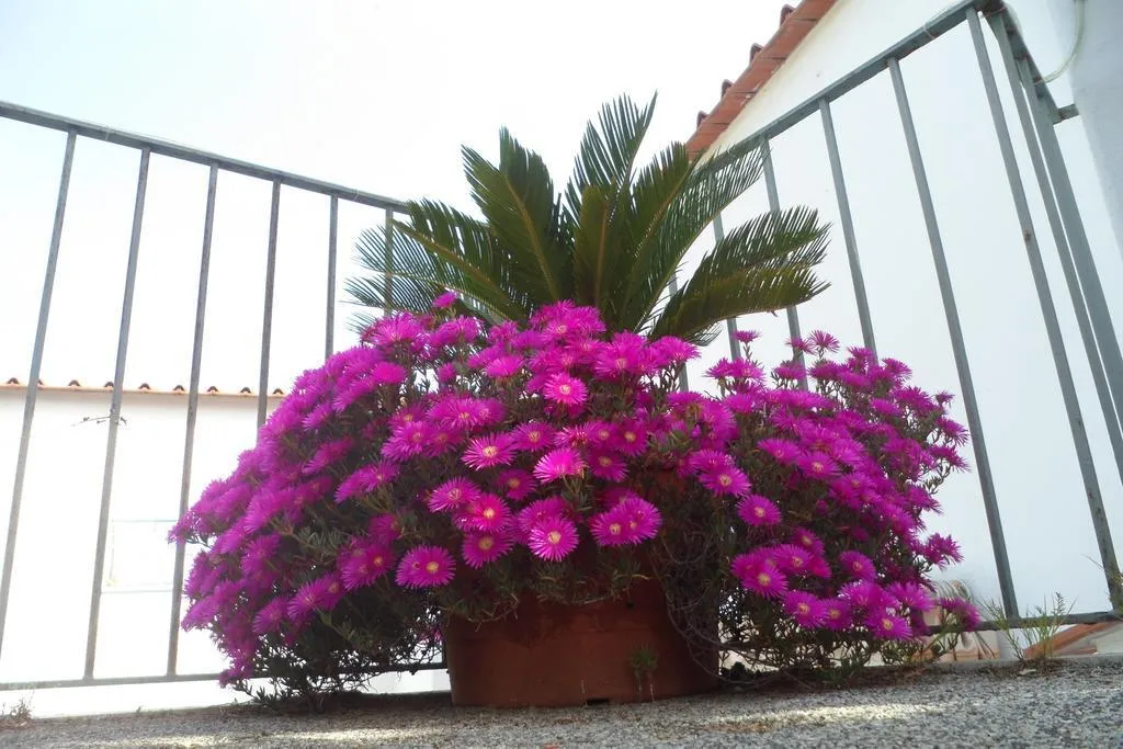Terrace, Hotel Park Calitto, Naples