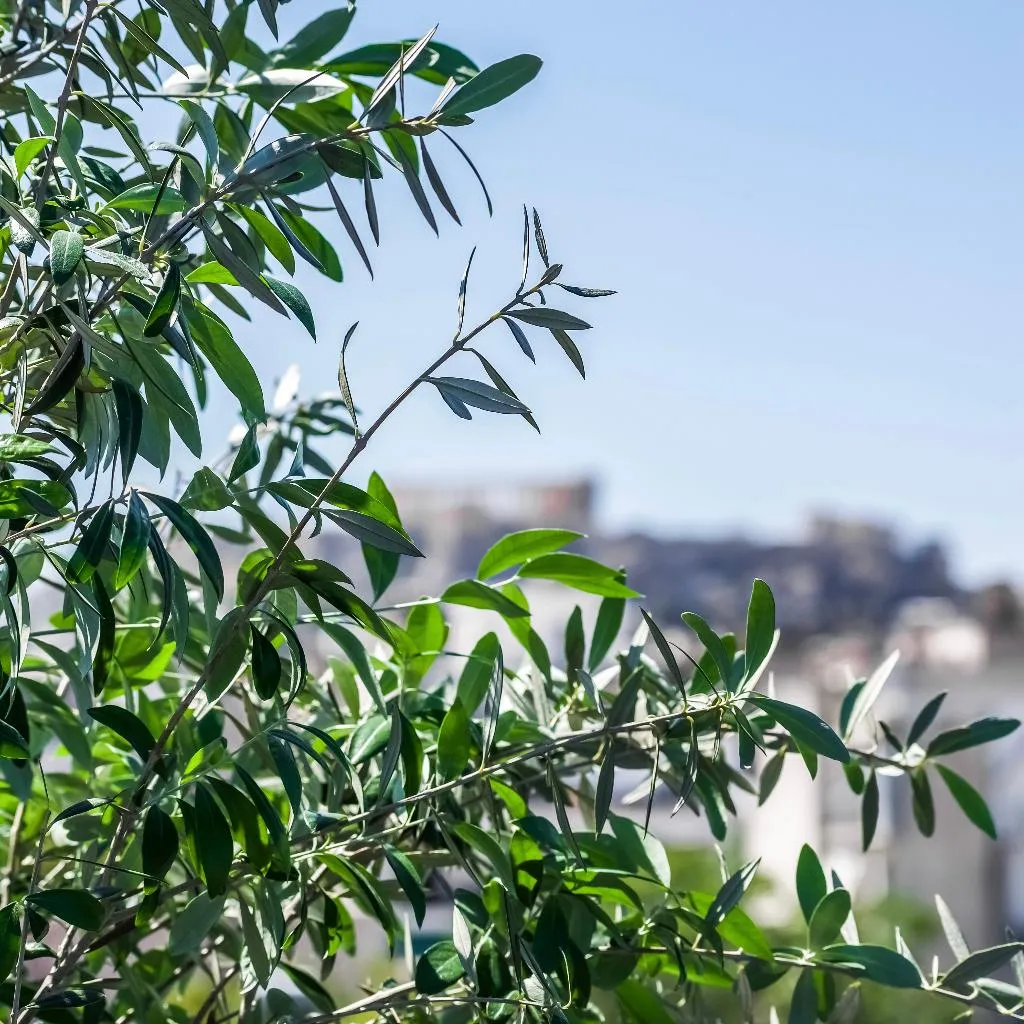 General view, Iasonos Suites Athens, Athens