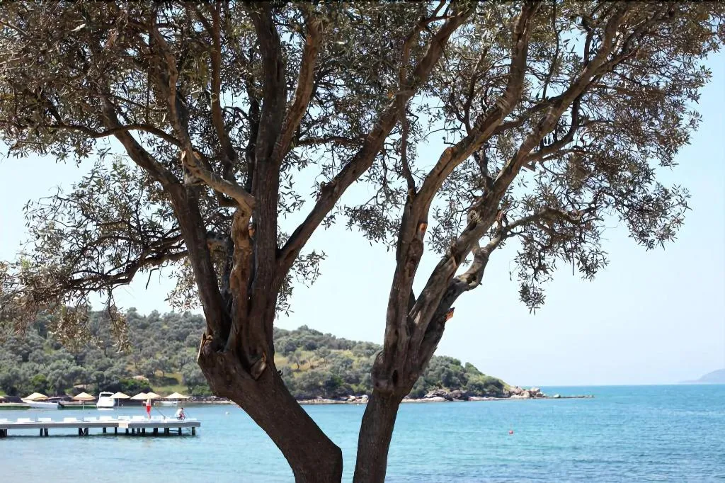 Beach, Med-Inn Boutique Hotel, Bodrum