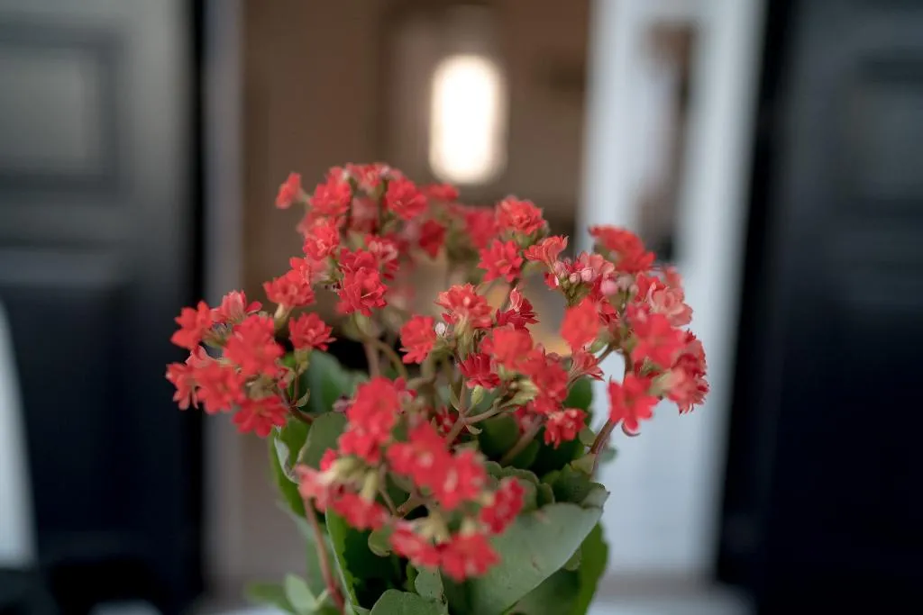 Lobby, Divelia, Santorini