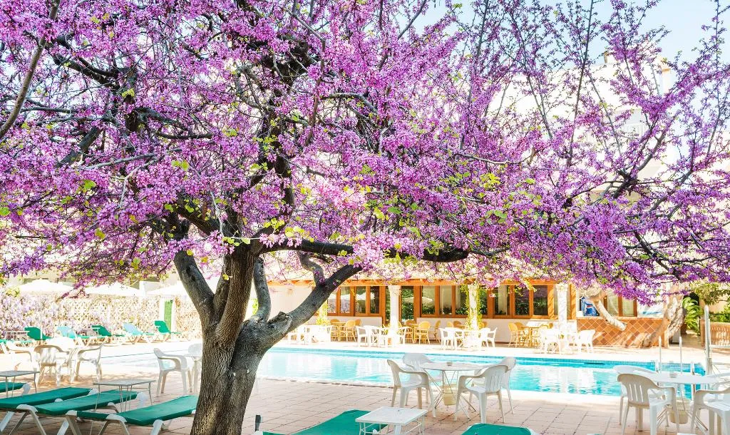Pool, Gaya, Majorca