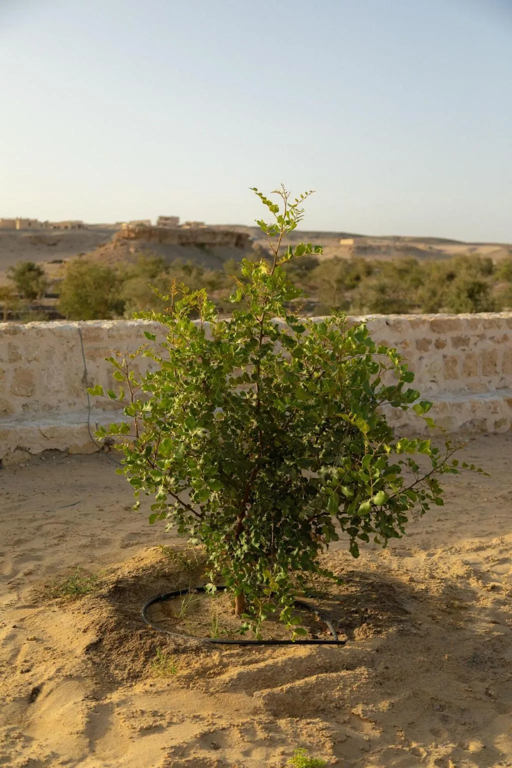 General view, Wadi Sabarah Lodge, Red Sea Riviera