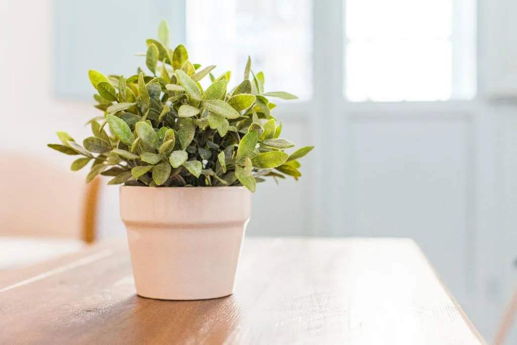 APARTMENT STANDARD Room, Apartamentos Suites Santa Cruz, Seville