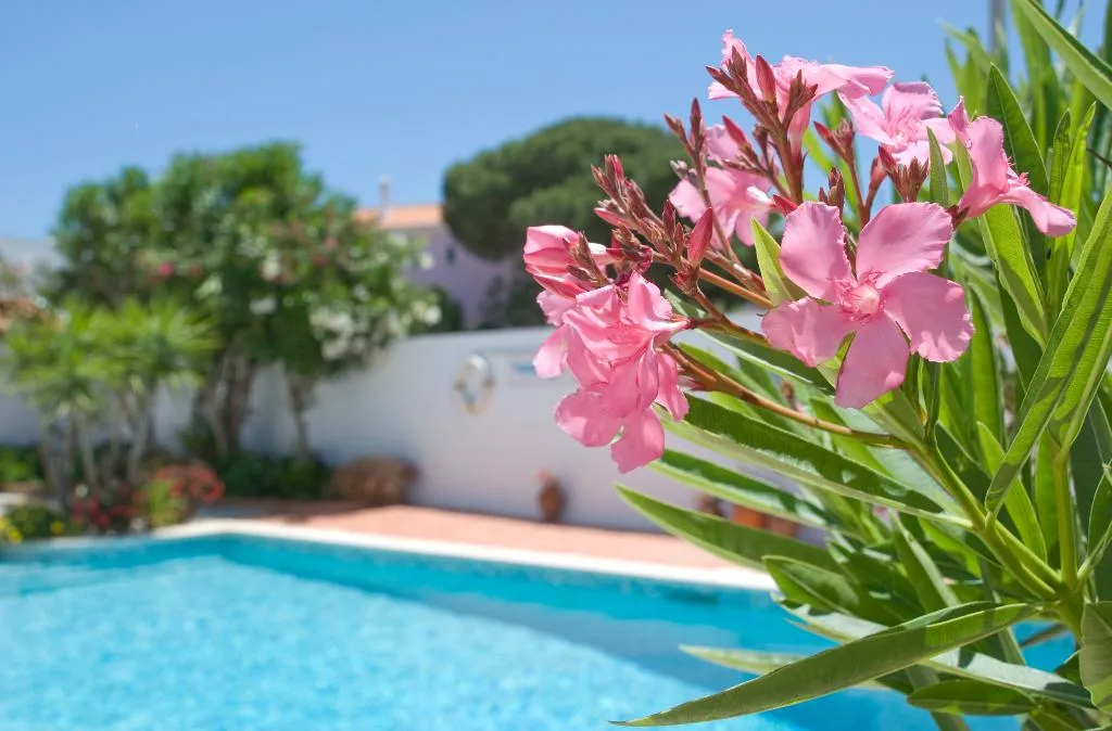 Pool, Sollagos Studios, Algarve