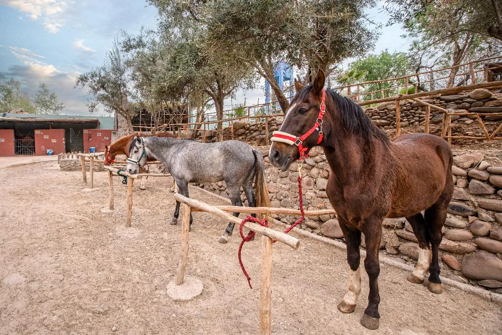 Sports and Entertainment, La Fattoria Ecolodge, Marrakech