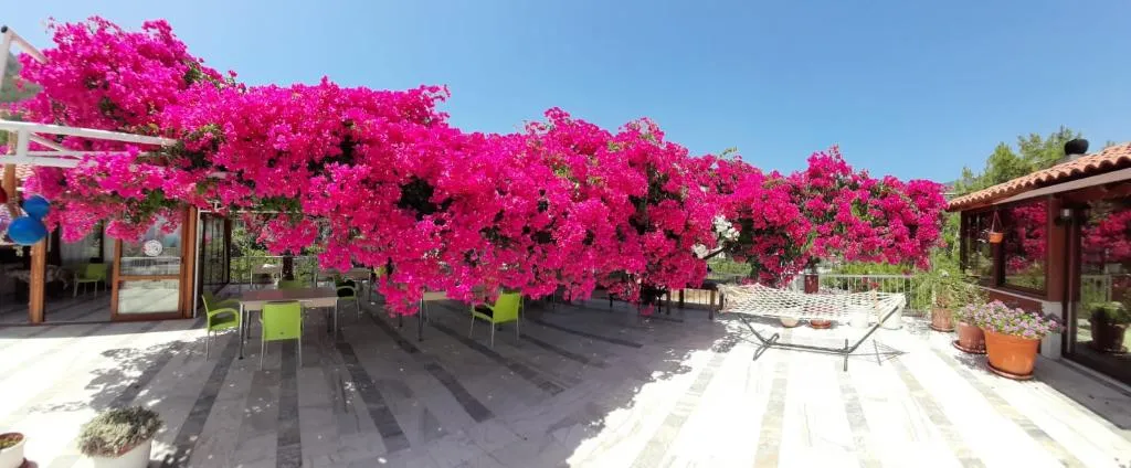 Terrace, Akdeniz Pansiyon, Dalaman